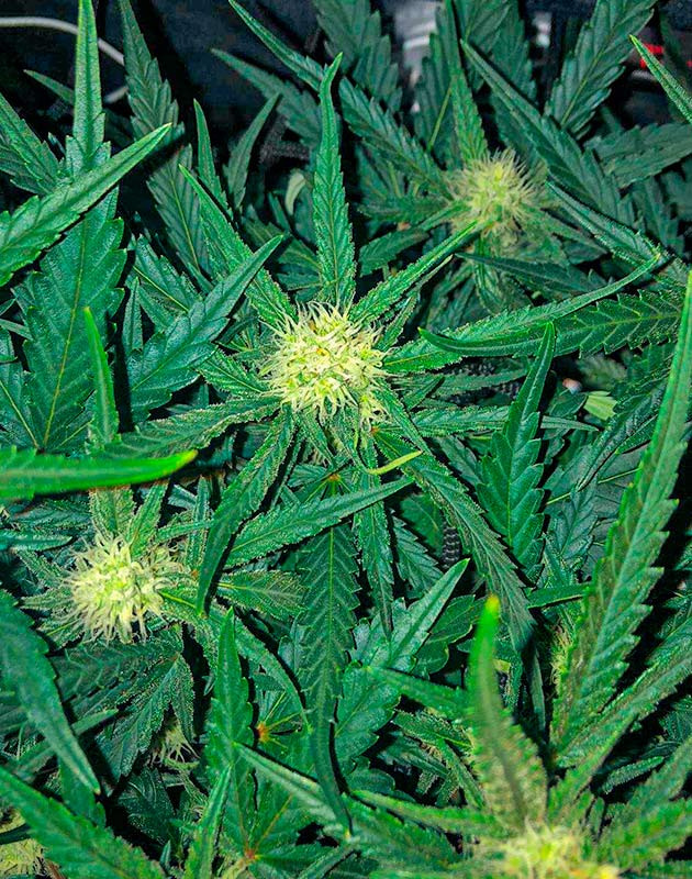 Активный рост конопли на 6 неделе выращивания Цветение каннабиса