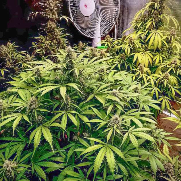 Увеличение смолы на соцветиях и их развитие Куст Strawberry Gorilla Auto ростом 65 см