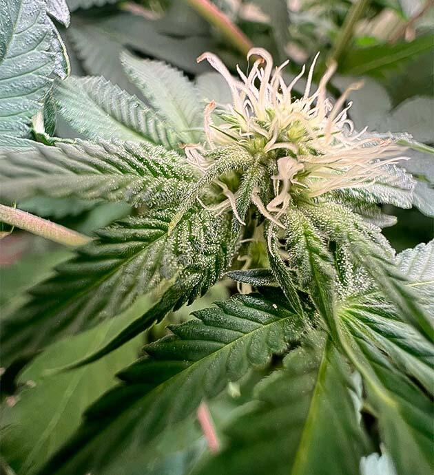 Куст Mac n’ Jack R1 от Ethos Genetics на 7 неделе