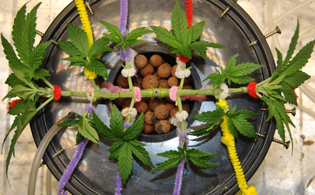 Пересадка конопли на 5 неделе культивации Фото куста после тренировок