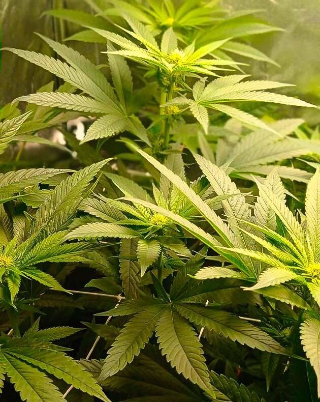 Развитие соцветий и сладкие ноты конопли Куст Jealousy Kush от Seedkeepers на стадии цветения