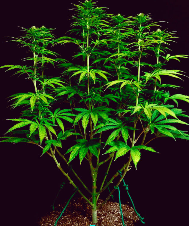 Проведение LST для DDoS #33 Растяжка веток DDoS #33