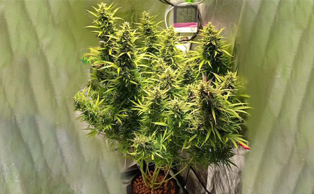 Появление соцветий на кусте конопли Cоцветие Auto Lemon Kix