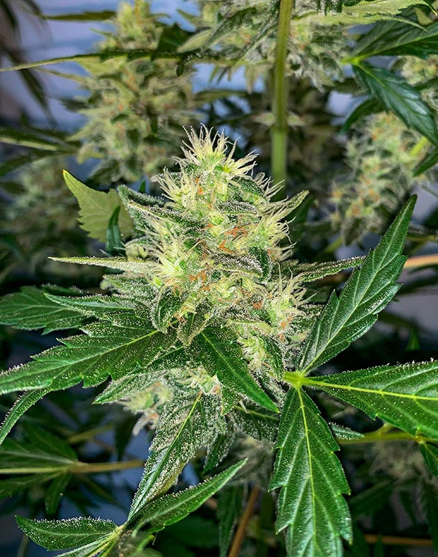 Установка угольного фильтра перед началом грова Куст Zkittles Auto на 8 неделе выращивания