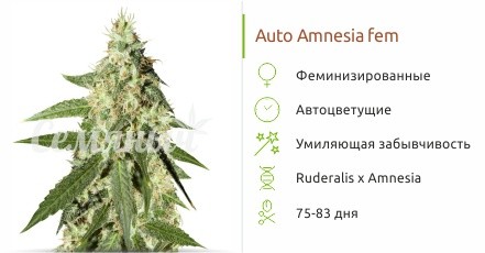 Сорт конопли Auto Amnesia Auto Amnesia fem от Семяныча