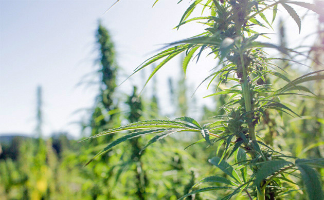 Каннабис рудералис Рудералис и его действие