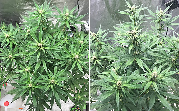 5 неделя выращивания Начало цветения