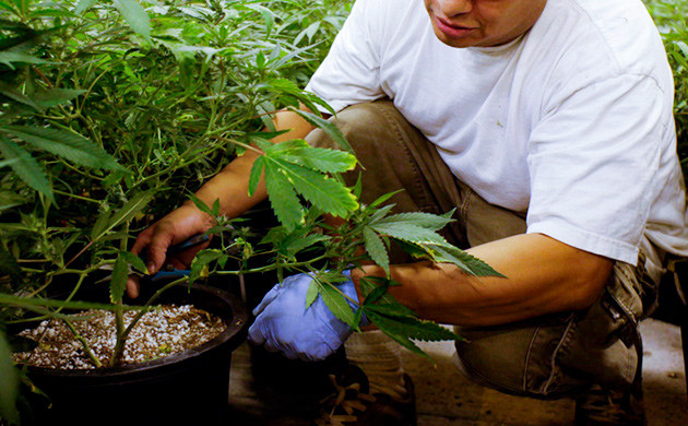 Специалист по выращиванию каннабиса Старший гровер