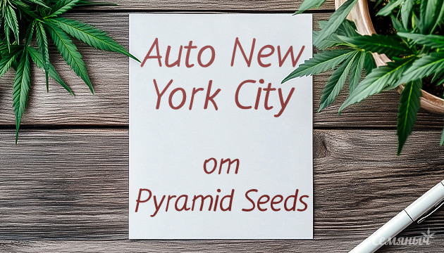 Выращивания сорта Auto New York City от Pyramid Seeds Гроурепорт сорта Auto New York City