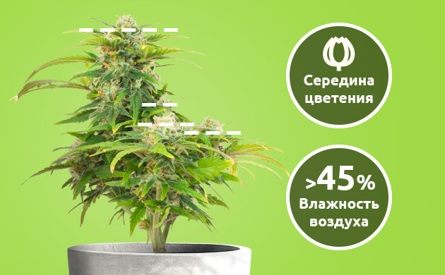 Лучшее время для техники бэкбилдинг Бэкбилдинг проводят на середине цветение