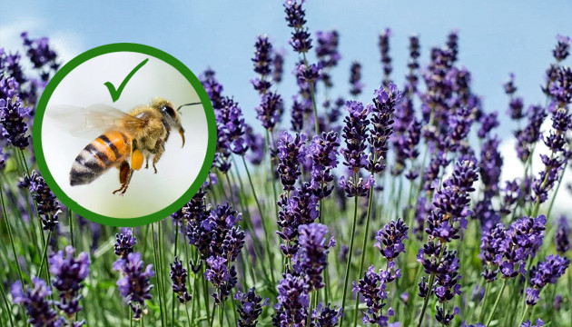 У лаванды и конопли похожие терпены Лаванда скрывает запах конопли