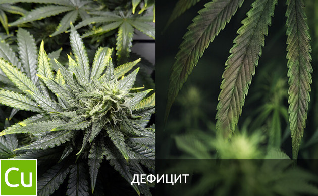 Листья при дефиците меди