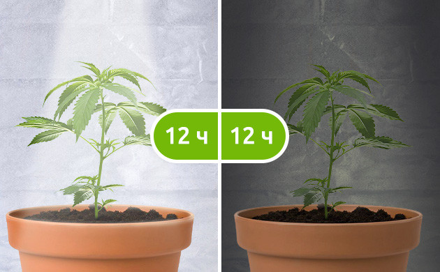 Режим для стадии цветения фотиков Режим освещения 12/12