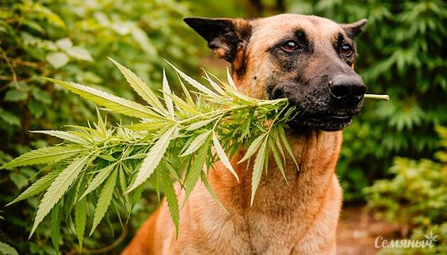 Защита каннабиса от диких и домашних животных Как животные могут повредить растения конопли