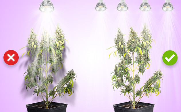 Преимущество установки четырех COB-ламп Освещенность куста в зависимости от количества COB-ламп