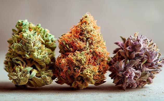 История классических канна-гибридов и развитие европейской сцены Легендарные сорта каннабиса 80–90-х: Skunk, Haze, Northern Lights, White Widow, AK-47