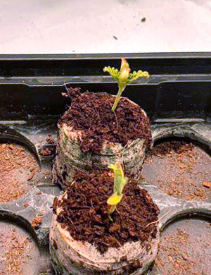 Пророщенные ростки Ростки с первой парой листьев