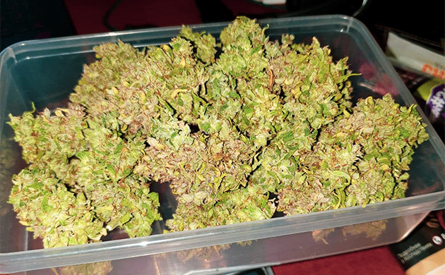 Собранный урожай Готовые шишки