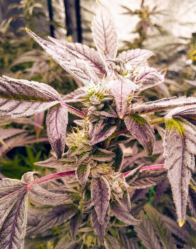 Появление фиолетового оттенка на 12 неделе Соцветие с фиолетовыми листочками