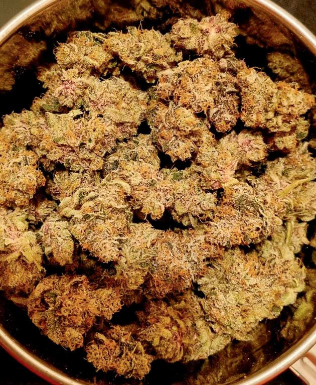 Впечатления о грове сорта конопли Runtz Собранные шишки марихуаны