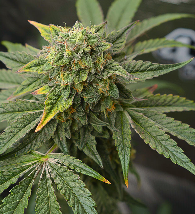 Приближение к готовности и промывка High Society: идеальный бисквитный аромат