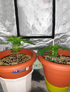 Температурный стресс в начале выращивания Установка подпорки на один из кустов