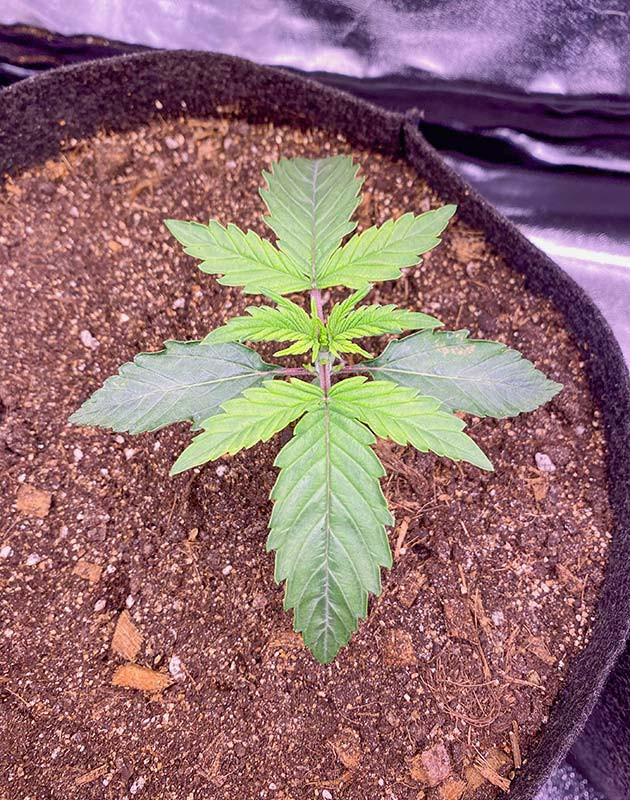 Первые дни роста Wedding Cake Auto Начало вегетативного периода автоцветов