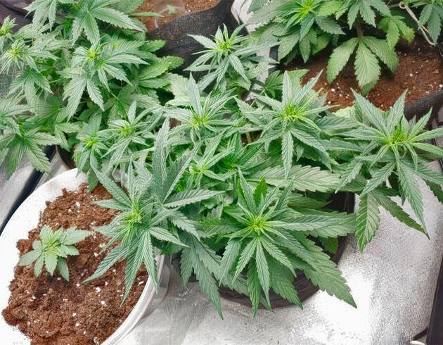 LST и здоровый рост на ранней стадии Марихуана на 4 неделе роста