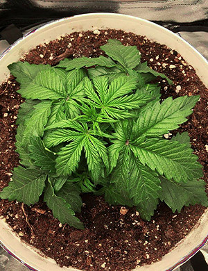 Третья неделя вегетации Густой и приземистый куст