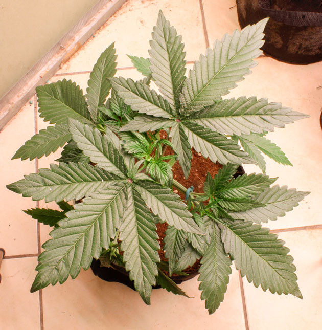 Тренировки для повышения урожайности каннабиса Вегетация марихуаны