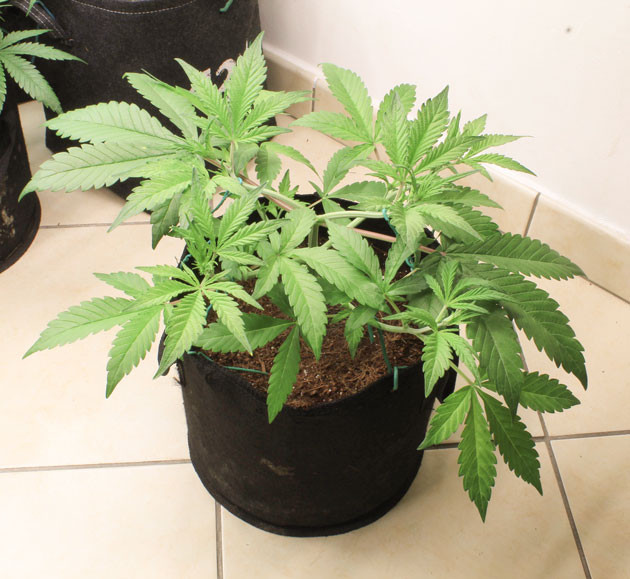 Топпинг и LST Tropicana Cookies Auto на четвертой неделе Tropicana Cookies Auto: адаптация к тренировке