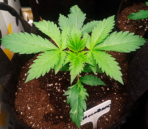 Четвертая неделя выращивания Формирование новых листьев конопли