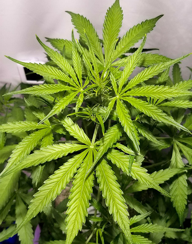Коррекция света на четвертой неделе веги Вегетация марихуаны