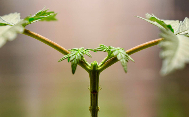 Топпинг и обрезка листьев Обрезка верхушки куста