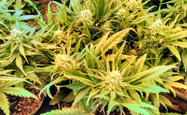 Цветение конопли 5 неделя выращивания Gelato Auto