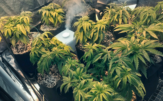 Применение LST на 6 неделе выращивания Тренировка и обрезка крон