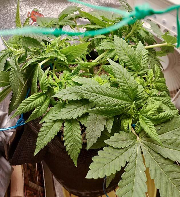 Ранняя фаза цветения конопли Каннабис на раннем этапе цветения