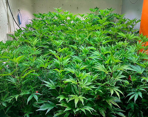 Предцвет марихуаны 8 неделя выращивания конопли