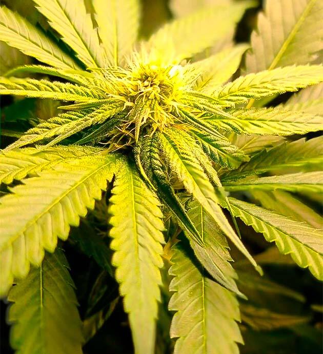 Усиленное кормление марихуаны Куст Jealousy Kush на 9 неделе развития