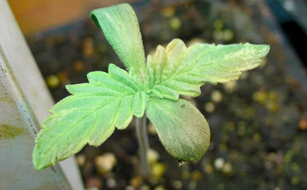 Подкормка: необходимость для роста саженцев Подкормка рассады после прорастания семян