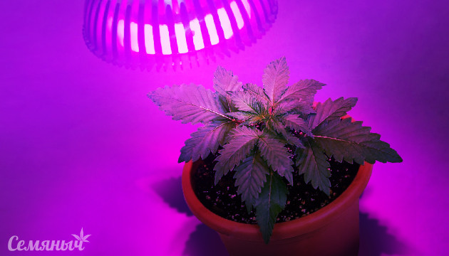 Влияние ультрафиолета на коноплю Каннабис под ультрафиолетом