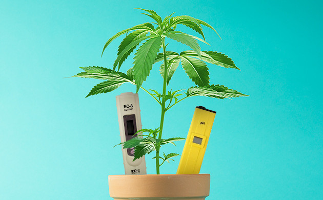 Удобрение конопли при нехватке азота Удобрение каннабиса при нехватке азота