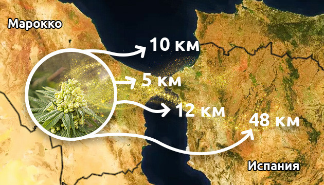 Исследование американских ученых Попадание пыльцы из Марокко в Испанию