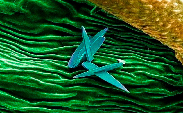 Поверхность соцветия Зеленая складчатая структура поверхности