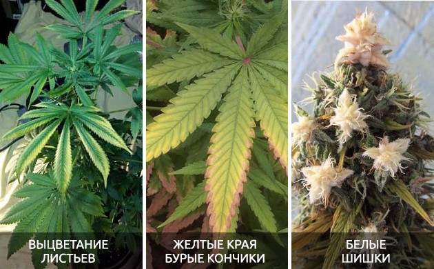 Симптомы светового стресса Признаки светового стресса