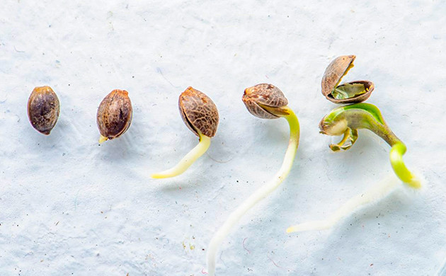 Растениеводство на форуме Дзаги Растениеводство на Дзаги