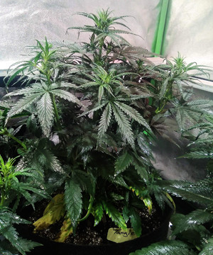 Изменение схемы питания при цветении Цветение Tangie'matic Auto