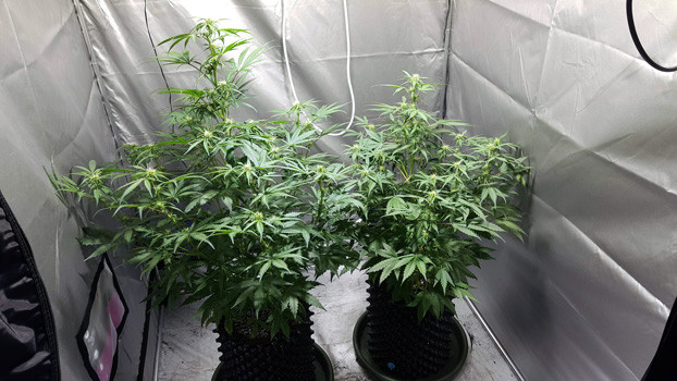 5 неделя выращивания марихуаны Auto White Widow Auto White Widow ростом в 45 см