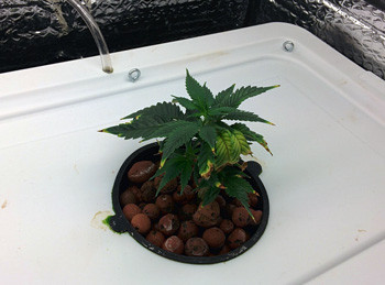 Проблемы с желтыми листьями Желтые листья на конопле