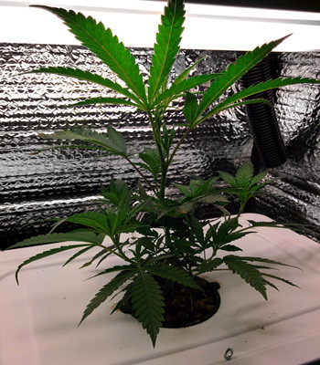 Срезка 9 клонов на дальнейшего выращивания Клон ростом 17 см на 7 неделе выращивания